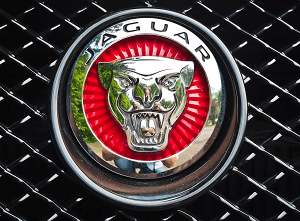 jaguar 1422196 1920 2300x221 - Rekomendacje